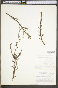 Ilex mucronata image