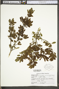 Ilex mucronata image