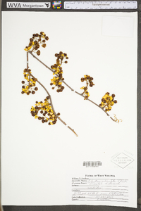 Celastrus orbiculata image
