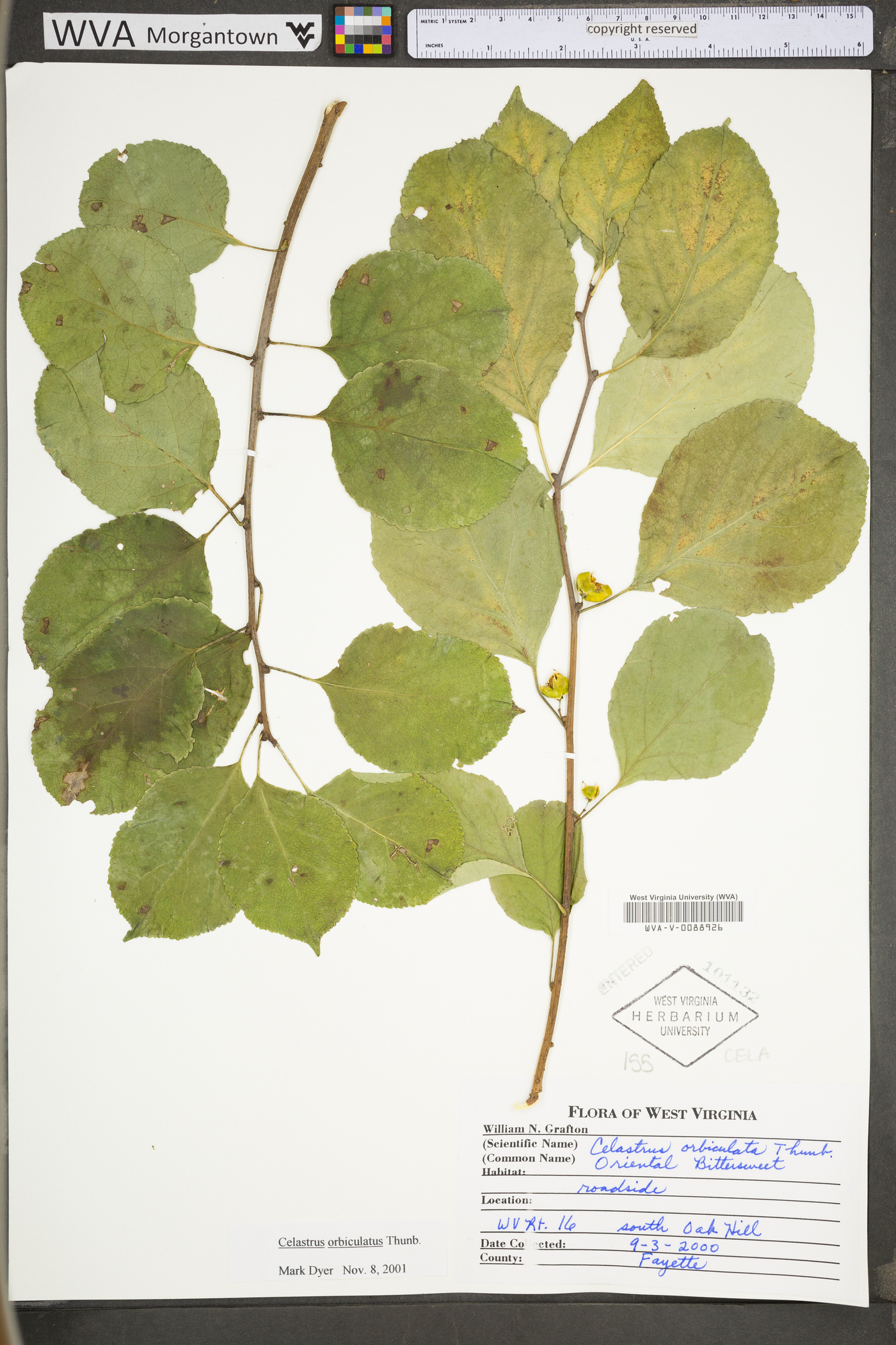 Celastrus orbiculata image