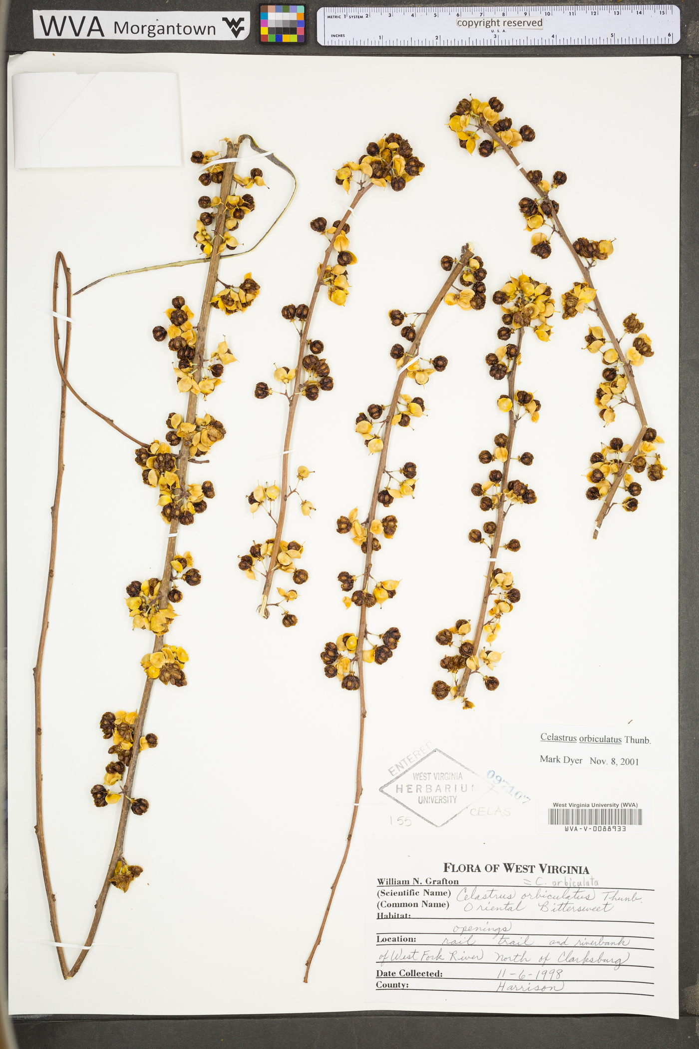 Celastrus orbiculata image