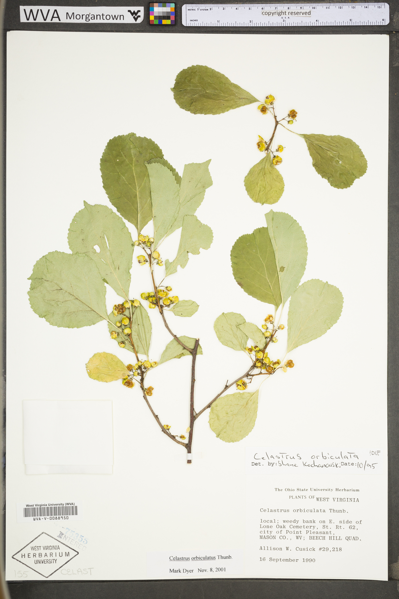Celastrus orbiculata image