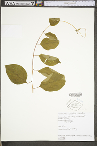 Celastrus scandens image