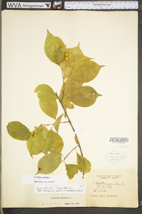 Celastrus scandens image