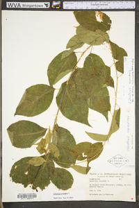 Celastrus scandens image