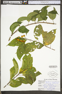 Celastrus scandens image