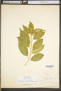 Celastrus scandens image