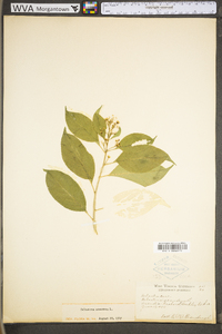 Celastrus scandens image