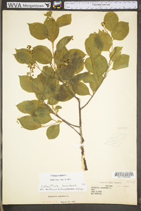 Celastrus scandens image