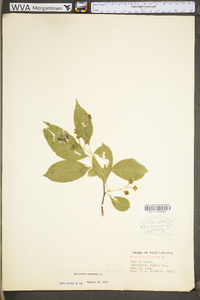 Celastrus scandens image