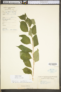 Celastrus scandens image