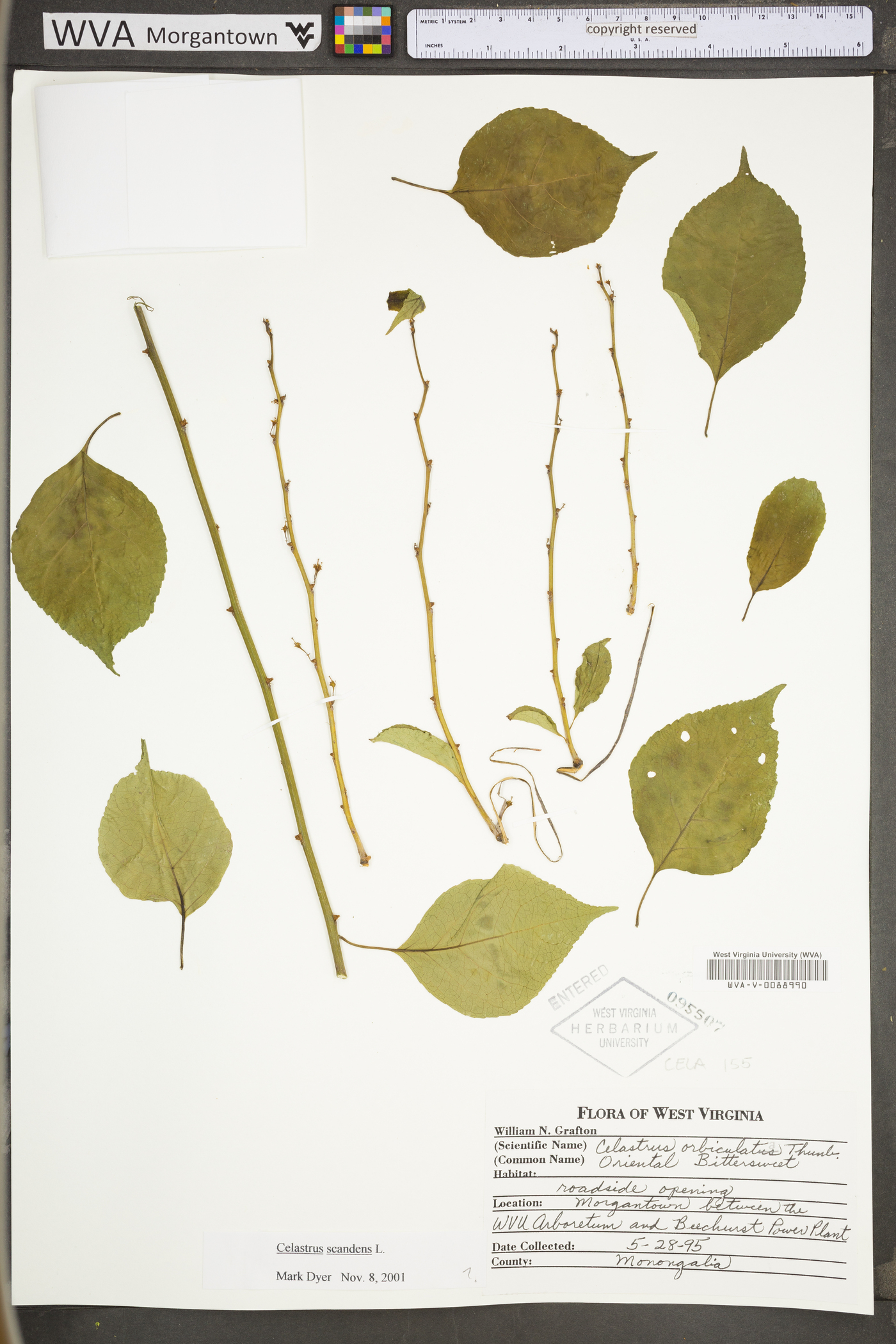Celastrus orbiculata image
