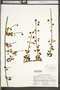 Celastrus scandens image