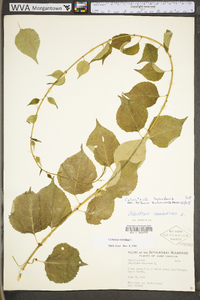 Celastrus scandens image