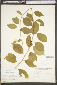 Celastrus scandens image