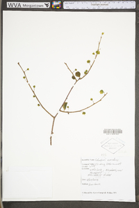 Celastrus scandens image