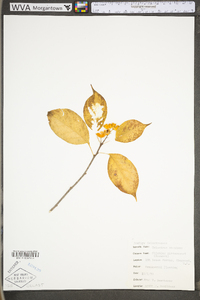 Celastrus scandens image