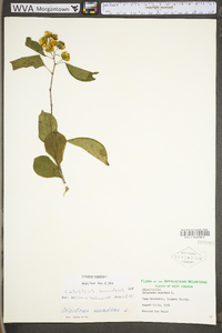 Celastrus scandens image