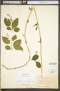 Celastrus scandens image