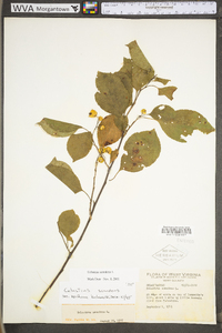 Celastrus scandens image