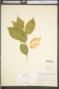 Celastrus scandens image