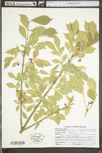 Euonymus alatus image