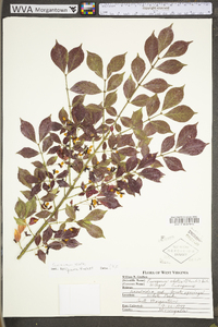 Euonymus alatus image