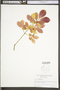 Euonymus alatus image