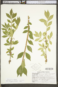 Euonymus alatus image