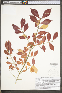 Euonymus alatus image