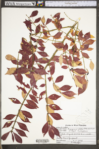 Euonymus alatus image