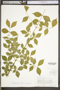 Euonymus alatus image