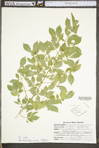 Euonymus alatus image