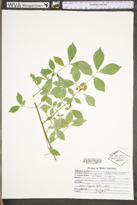 Euonymus alatus image