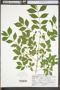 Euonymus alatus image