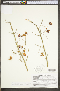 Euonymus atropurpureus image