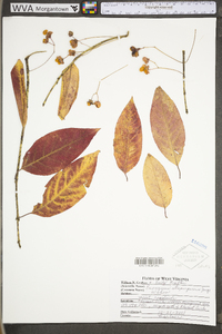 Euonymus atropurpureus var. atropurpureus image