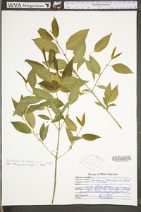 Euonymus atropurpureus image