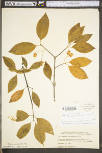 Euonymus atropurpureus var. atropurpureus image