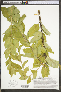 Euonymus europaea image