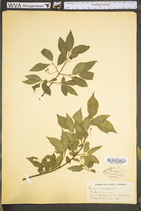 Euonymus europaea image