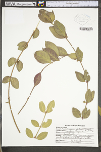 Euonymus fortunei image