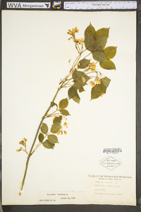 Staphylea trifolia image