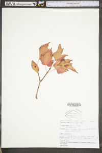 Acer ginnala image