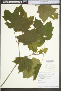 Acer nigrum image