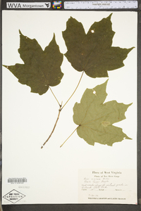 Acer nigrum image