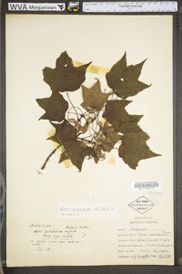 Acer nigrum image