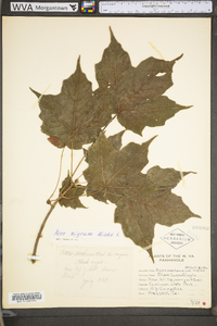 Acer nigrum image