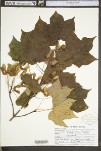 Acer nigrum image