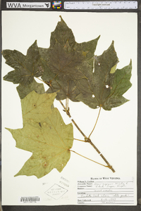 Acer nigrum image